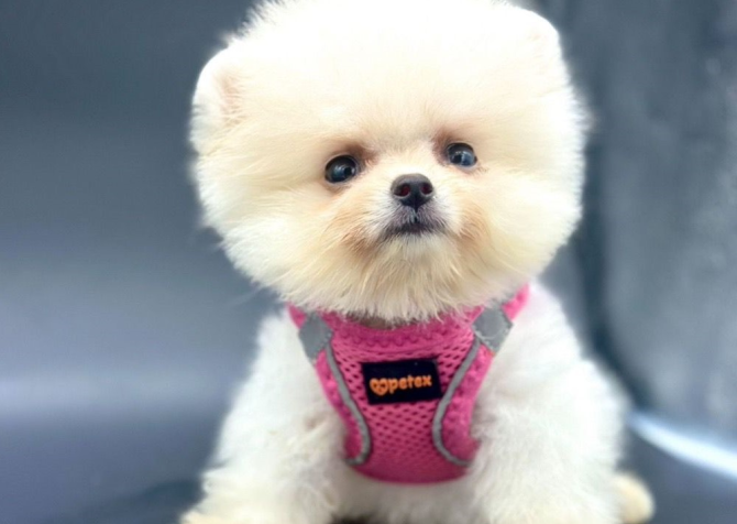 Safkan Pomeranian Boo Yavrularımız